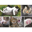 Trefl Santorini, Velence, Sully-sur-Loire kastély, Macskák 4x1000 db-os kirakó (93082) Doboz sérült!