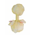 Ty Beanie Boos  Benedict csirke plüss figura 24cm