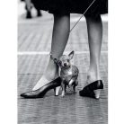 Clementoni Life Collection - Chihuahua 1000 db-os (39634)