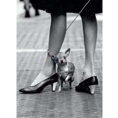 Clementoni Life Collection - Chihuahua 1000 db-os (39634)