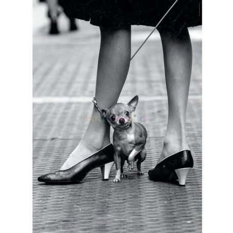 Clementoni Life Collection - Chihuahua 1000 db-os (39634)