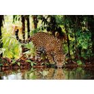 Clementoni (97789) puzzle - Leopárd 2000db-os 